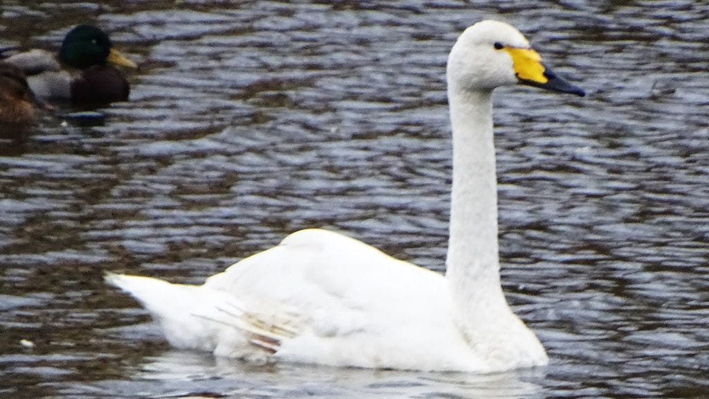 Haavoittunut joutsen sai auttajiltaan nimeksi Sissi. Nyt se on toipumassa Pyhtään lintuhoitolassa.