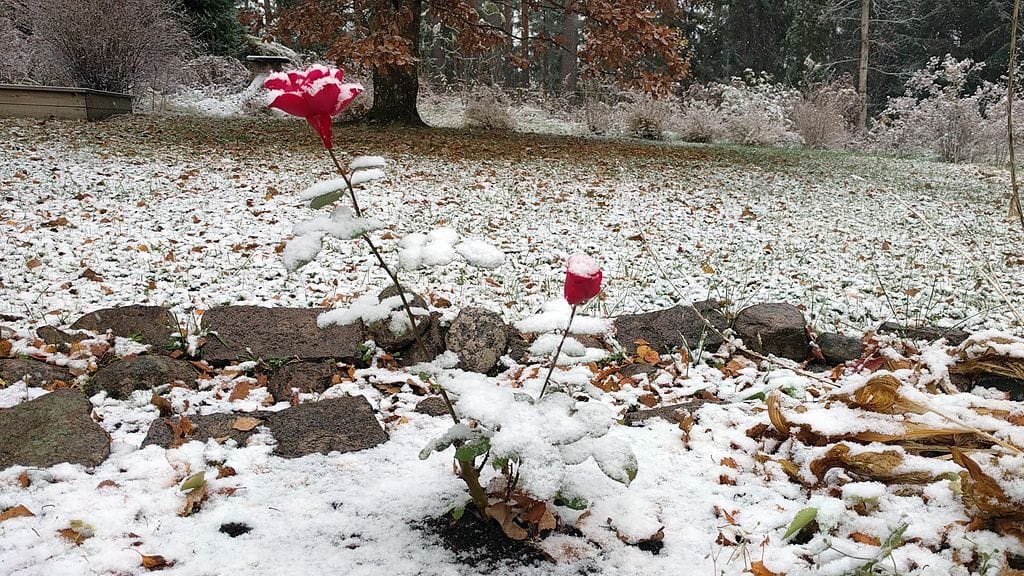 Ruusu sai valkoisen lumikuorrutteen tänään Kouvolassa.
