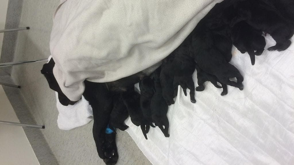 Labradorinnoutaja Räyhä 2