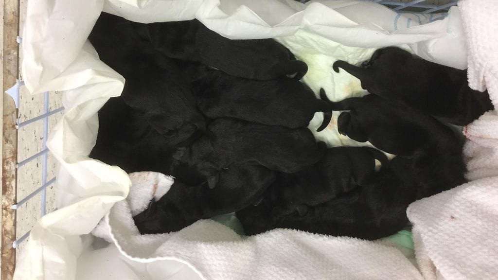 Koirat just syntyneinä