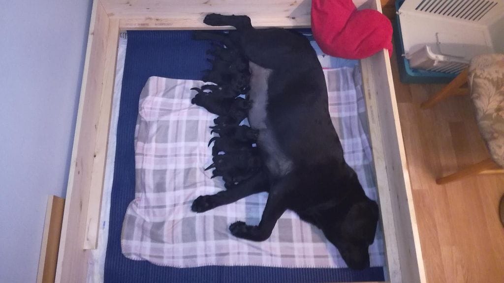 Räyhän pennut "maitobaarilla" tänään.