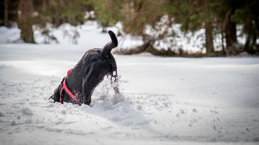 Labradorinnoutajan urhoollisen toiminnan ansiosta omistaja selvisi elossa pakkasesta huolimatta.