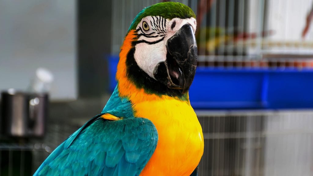 Kuvan papukaija ei liity tapaukseen.