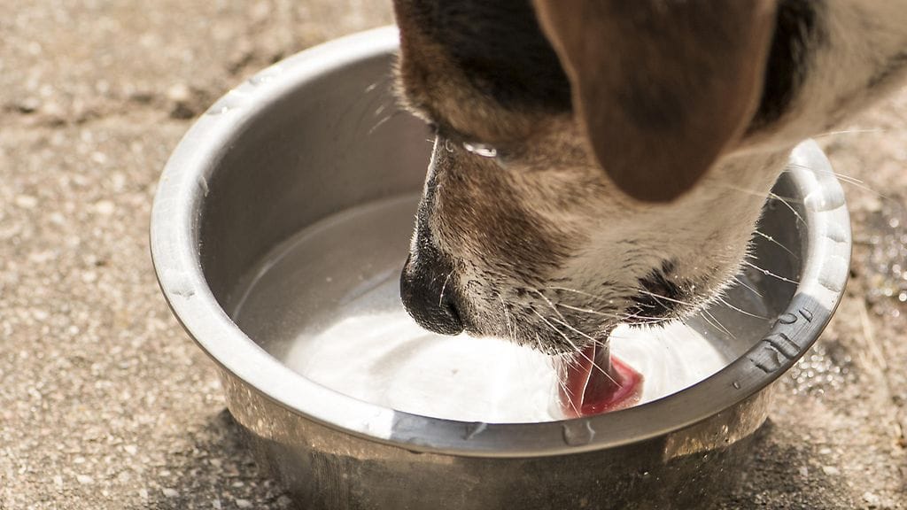 Koiran vesikuppiin ilmestynyt kuvio on omistajan mukaan viesti koirien taivaasta.