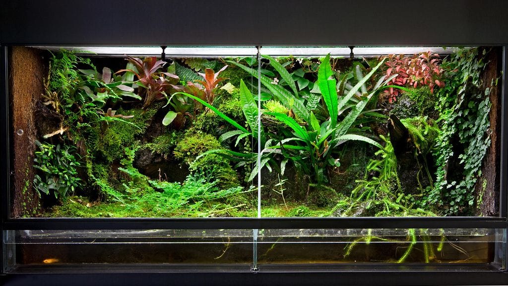 Terraarioiden sisustus eli terrascaping on seuraava suuri juttu lemmikkimaailmassa.