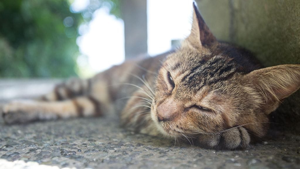 Vakavasti loukkaantunut kissa selvisi hengissä neuvokkaan perheen ansiosta.