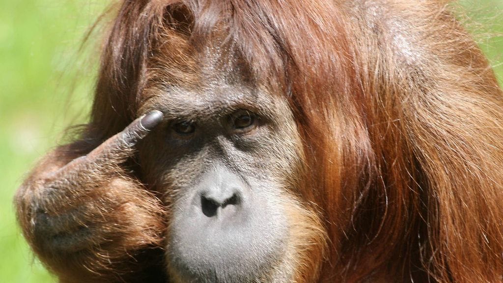 Palmuöljy yhdistää orankien kohtalon ja suomalaiset.