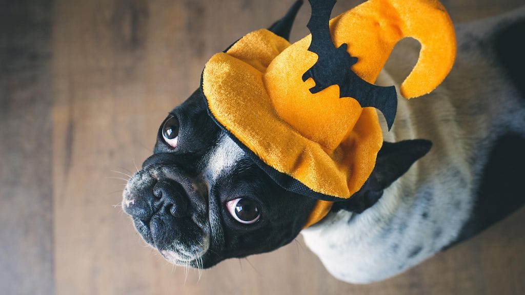 Nämä lemmikit näyttävät mallia täydelliseen naamiaisasun valintaan.