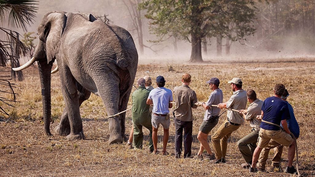 Prinssi Harry Malawilla kesä 2016 3
