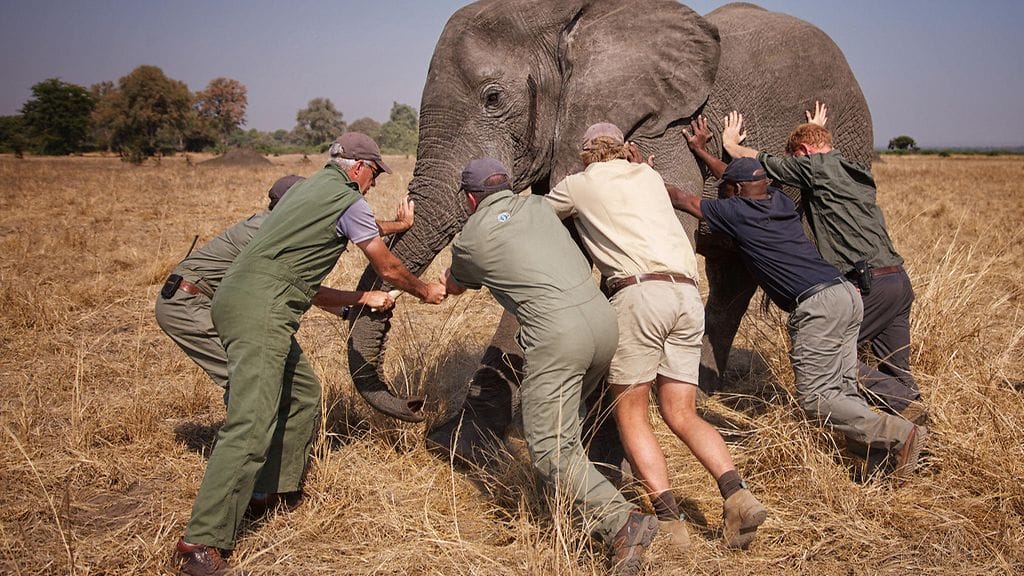 Prinssi Harry Malawilla kesä 2016 4