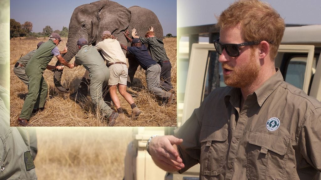 Prinssi Harry vietti kesän Malawilla 2016.