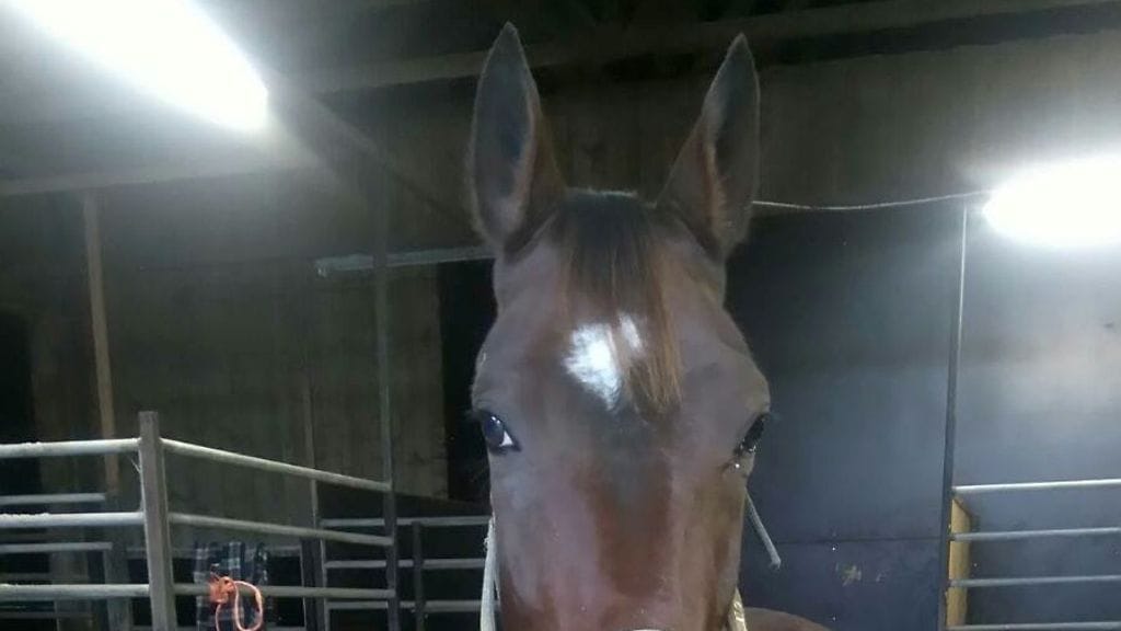 Baudron palaa tauolta, mutta se ei ole suinkaan ainoa taustajoukkojen jännityksen aihe.