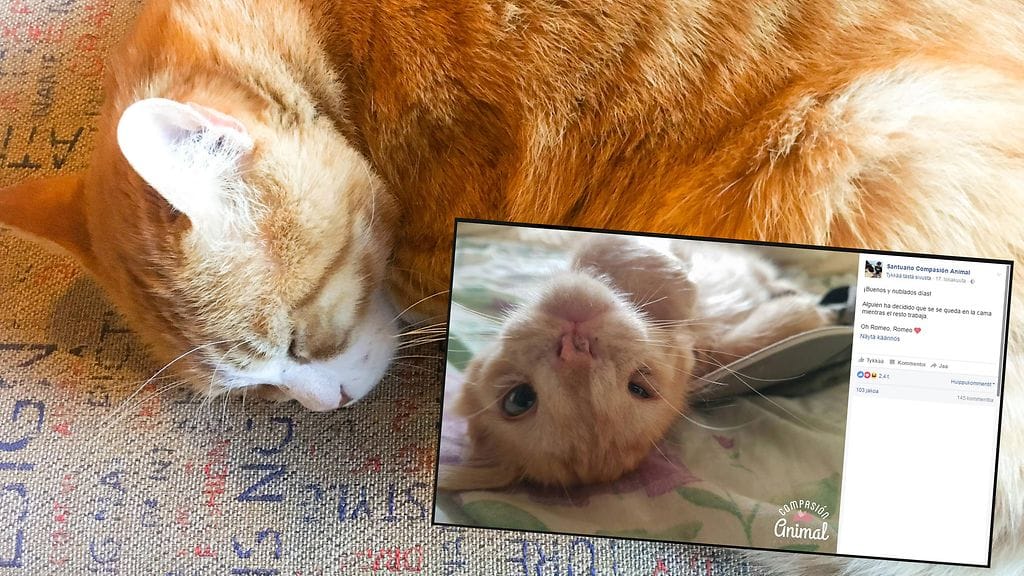 Ulkonäkönsä vuoksi kadulle hylätty kissa etsii nyt itselleen rakastavaa kotia.