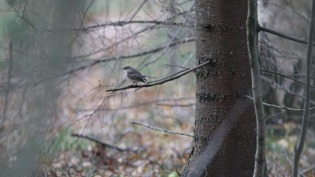 Suomelle uusi lintulaji idänpikkusieppo (Ficedula albicilla), on tavattu Helsingin Seurasaaressa.