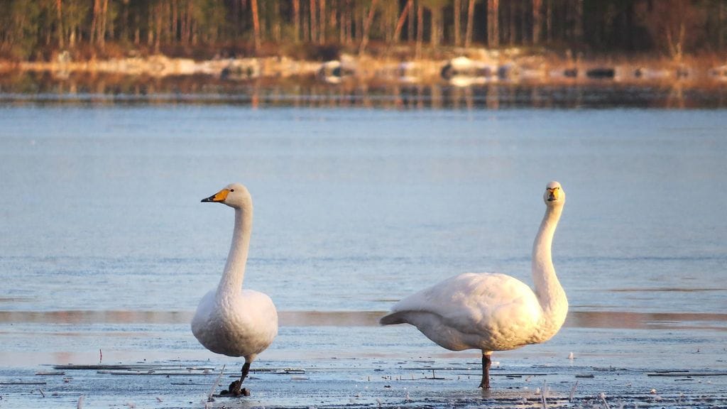 Joutsenia jotka jäätyivät räpylöistään jähän kiinni Joensuun Uimaharjussa marraskuussa 2013. Joutsenia lähestynyt pintapelastaja sai hätistellyksi ne jalkeille.