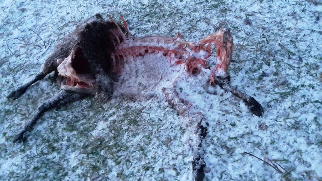 Sudet olivat kalunneet lampaan viimeistä myöten. Kuva: Jaakko Myllykoski.