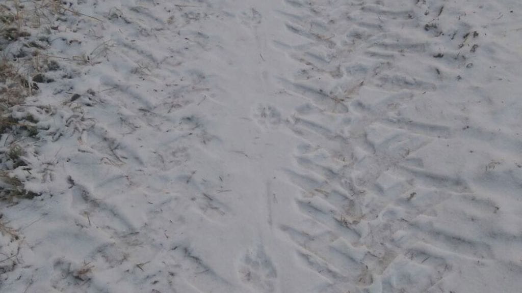 Lammasraatelu Pohjanmaa 6.11.2016, sudenjäljet lumessa