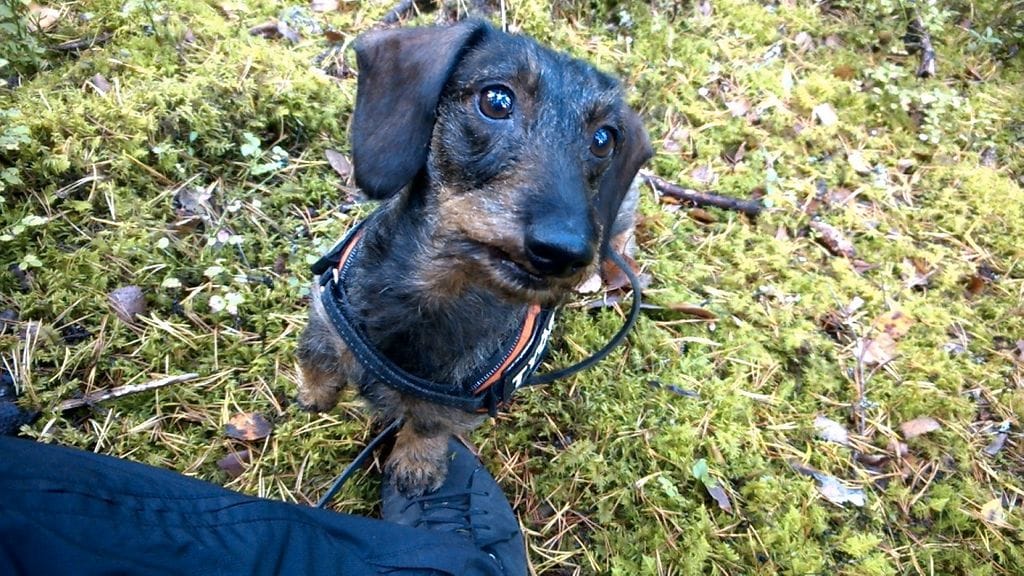 Omistaja kertoo, että Roki tekee kyllä mielellään töitä, mutta herkkupalkkaa ei sovi unohtaa.