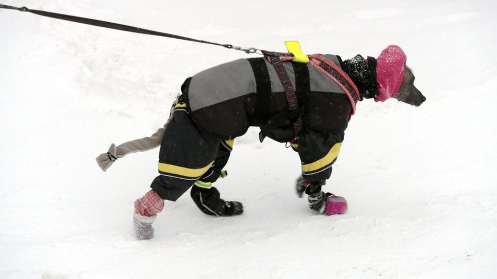 Koira, lumi, koiralla vaatteet