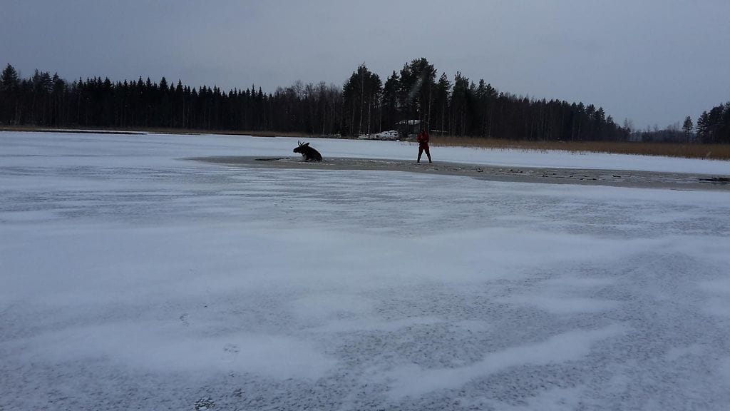 Hirvi oli pudonnut sulaan kohtaan Sulkavansalmessa.