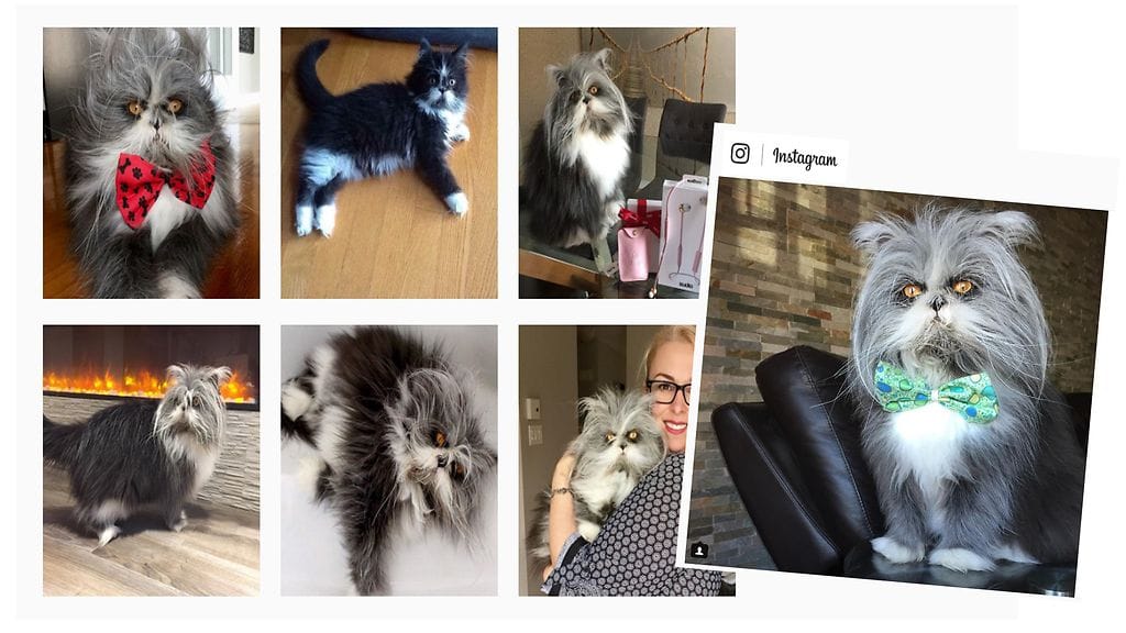 Atchoum-kissalle perustetulla Instagram-tilillä on jo yli 163 000 innokasta seuraajaa.