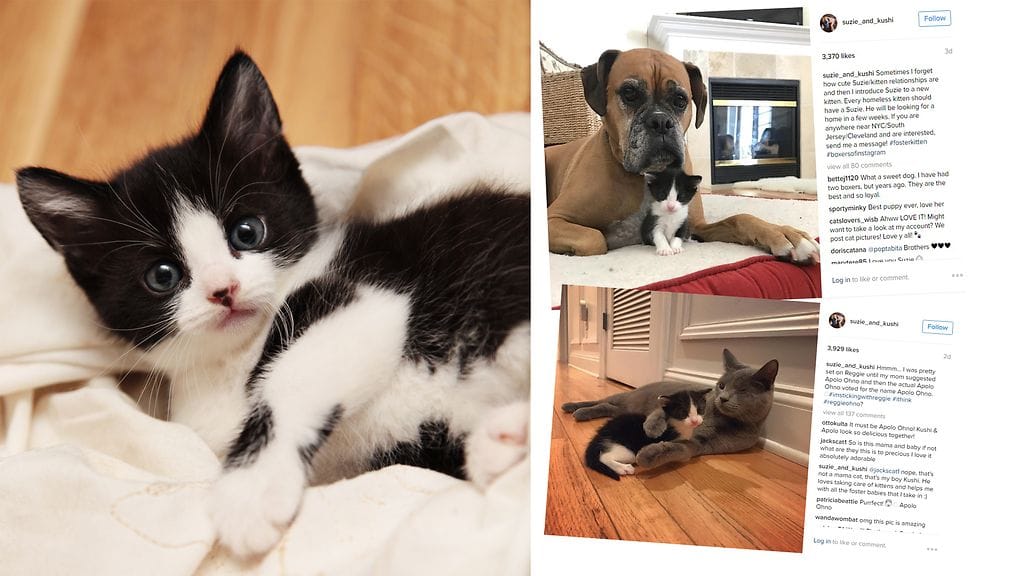 Uuden kodin muut lemmikit ottivat yksinäisen kissanpennun heti siipiensä suojaan.