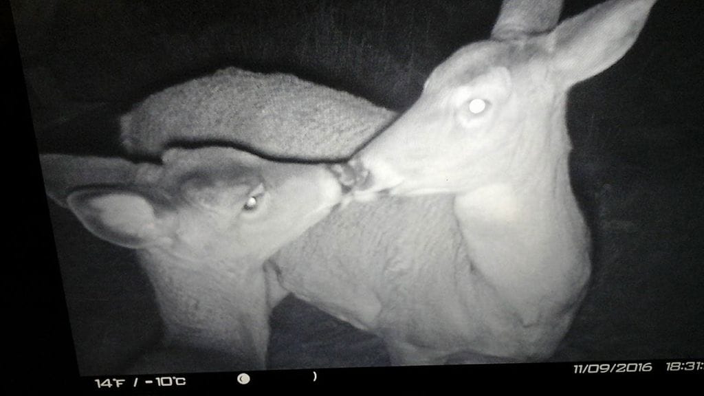 Kari Ruisniemen riistakameraan tallentui äidin ja lapsen herkkä pusu.