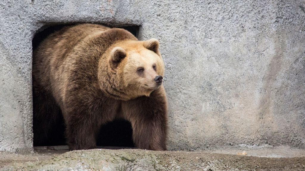 Korkeasaaren karhut 4