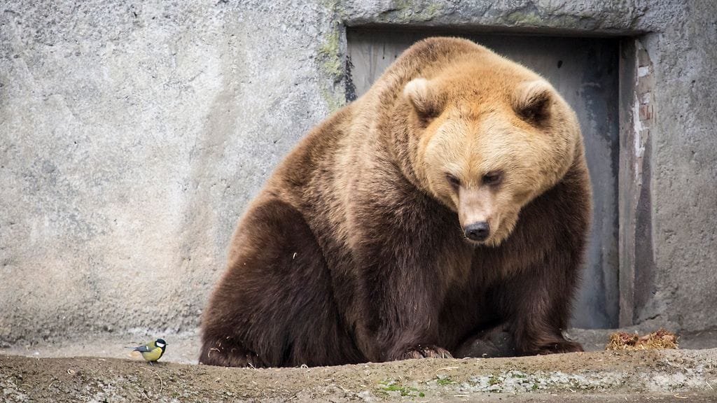 Korkeasaaren karhut 6