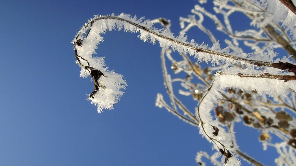 Pakkasen kuuraamia kasveja Helsingissä 11. marraskuuta 2016.