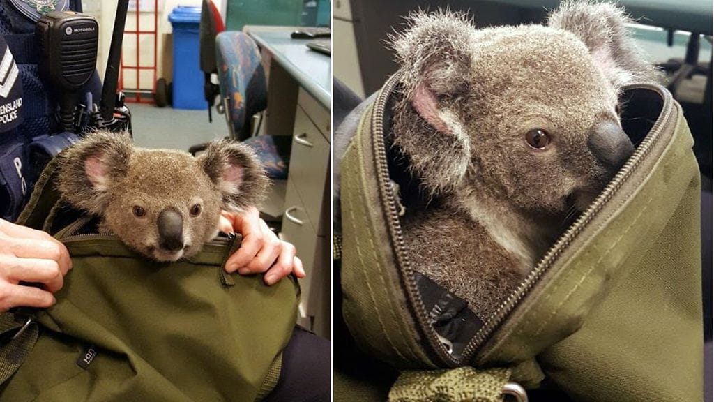 Aran oloinen koalan poikanen kurkisteli laukusta poliisiasemalla Australiassa.