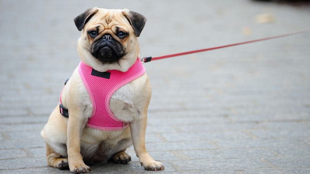 Kuvan mopsilla yllään tavalliset valjaat.