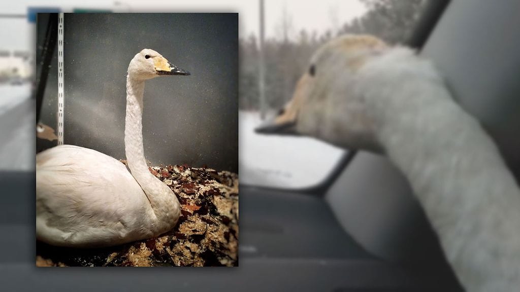 Jussi-joutsen toipuu oululaisen Ari-Pekka Auvisen pihapiirissä.