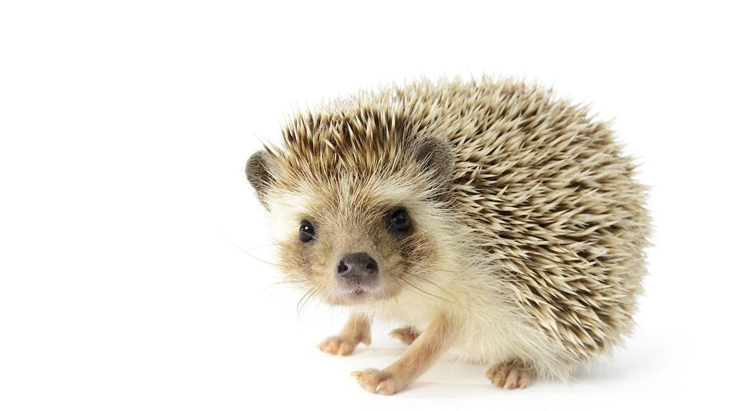 Lemmikkisiili Sashimin tassunjälki avaa omistajansa iPhonen lukituksen.