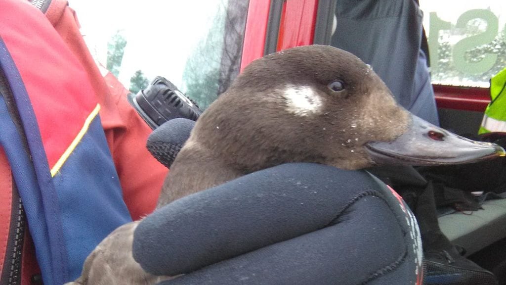 Maaninkajärvestä pelastettiin uhanalainen pilkkasiipi.