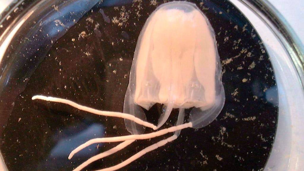 Myrkyllisen meduusan epäillään olevan turistikuolemien takana Australiassa.