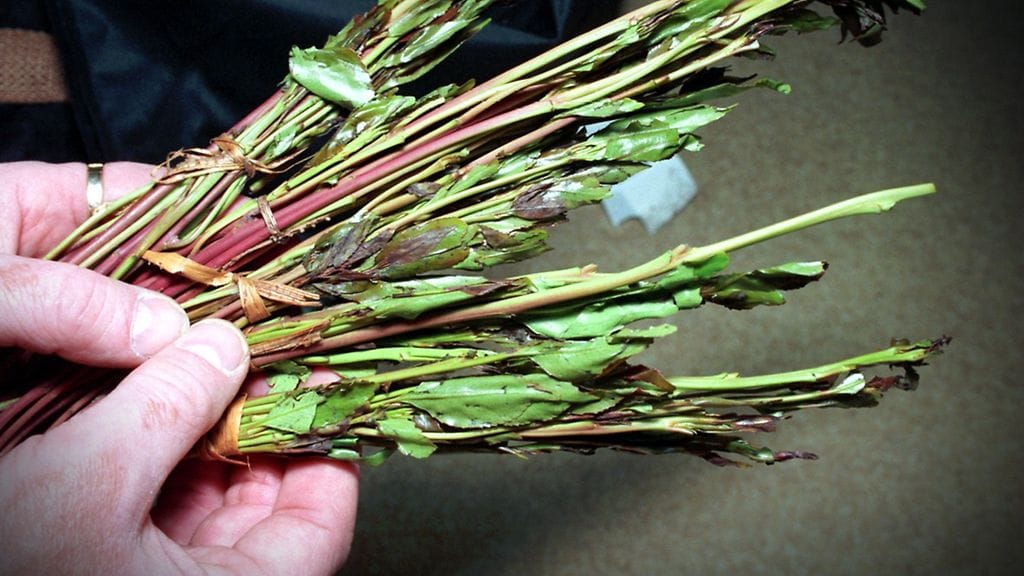 Huumeeksi luokiteltavaa khat-pensasta käytetään keskushermoston stimuloimiseksi. Kuvituskuva.