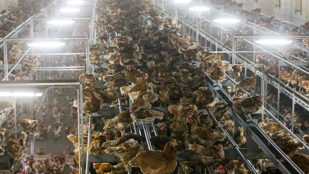 Kanoja siipikarjatilalla Hollannin Bergentheimissa 10. marraskuuta. Linnuille erittäin tappava lintuinfluenssatyyppi leviää Euroopassa.