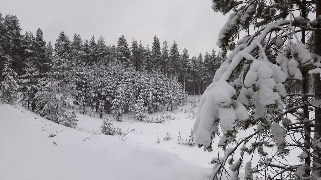 Lauhtuva sää tekee lumen entistä raskaammaksi.