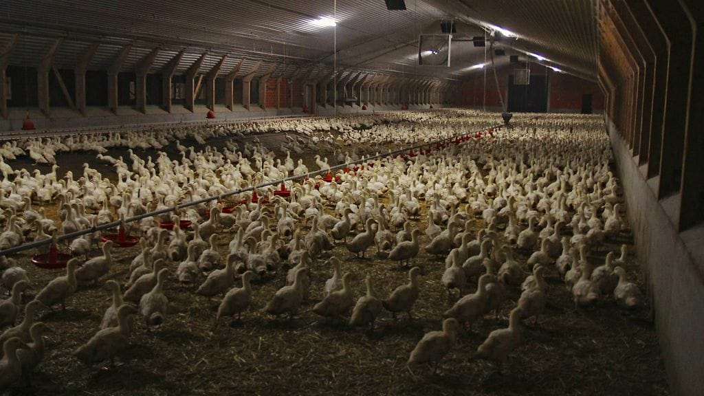 Kuvituskuvassa ankkoja saksalaisfarmilla. Hollannissa löydetty lintuinfluenssakanta on erittäin tappava linnuille, mutta ei kovin vaarallinen ihmisille.