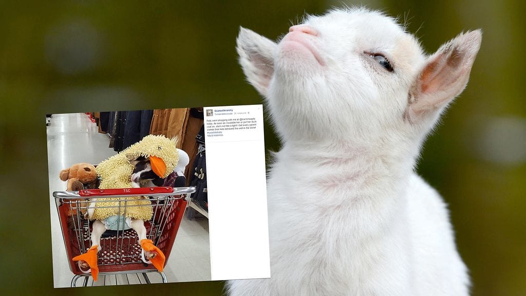 Ankkapuvun ansiosta Polly-kili voi lähteä omistajansa mukaan vaikka kauppareissulle.