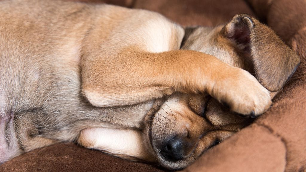 Koiranomistajan tulisi käyttäytyä pelokkaan koiran kanssa mahdollisimman rauhallisesti.