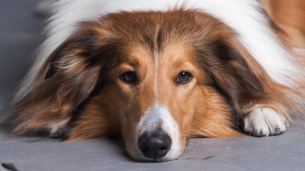 Tuomiossa käytiin läpi myös sitä, että collie tunnetaan seurakoirana, jonka rotupiirteisiin ei kuulu hermostuneisuus tai aggressiivisuus.