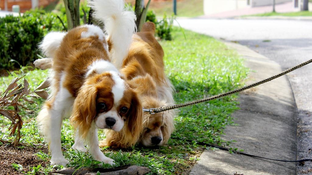 Koirat pissaavat eri tavalla riippuen siitä, ovatko ne tutulla vai vieraalla alueella.