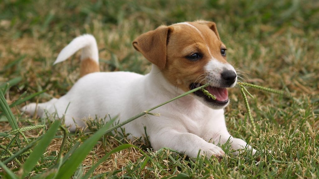 Koirat saattavat syödä ruohoa lääkitäkseen itseään. Aina syytä ruohon syömiselle ei kuitenkaan löydy.