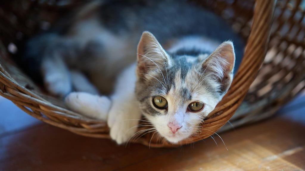 Kuvan kissa ei liity tapaukseen. Kuvituskuva.