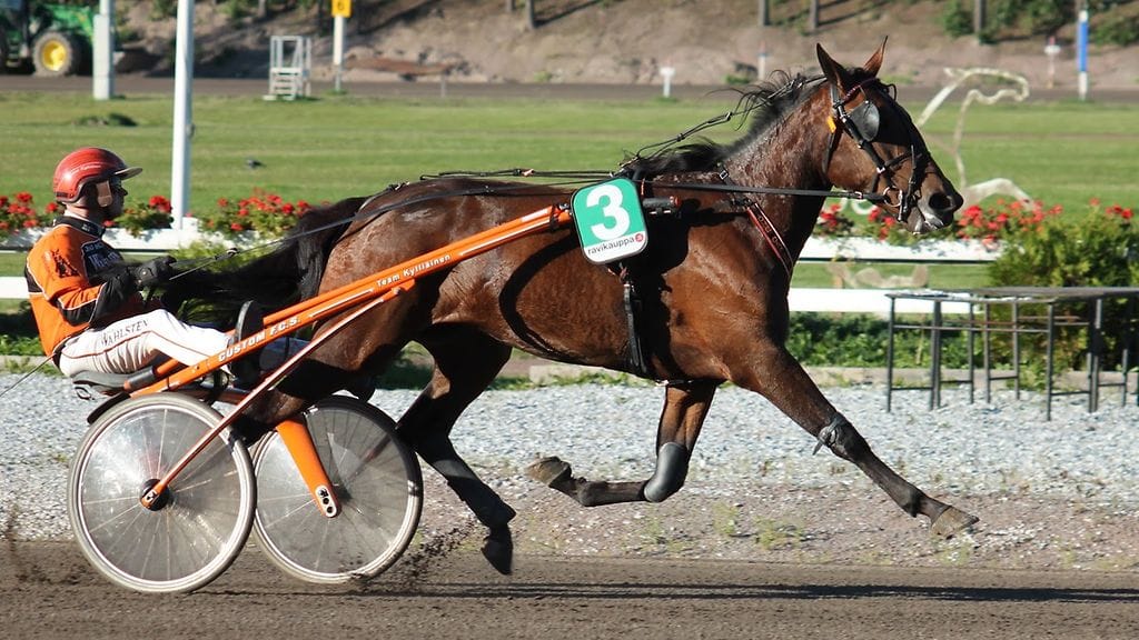 Lahden raviliigavarsa Stone Capes Olive on liigan parhaiten menestynyt hevonen.