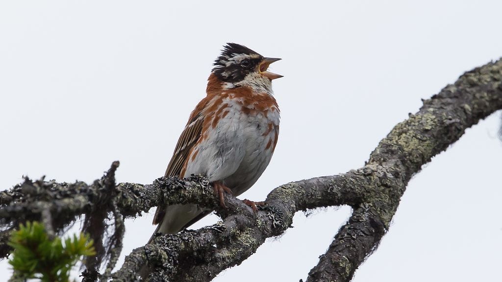 Pohjansirkku luokiteltiin maailmanlaajuisesti vaarantuneeksi. Suomessakin lajin tilanne on heikentynyt aiemmasta. Kuva: Petri Vainio