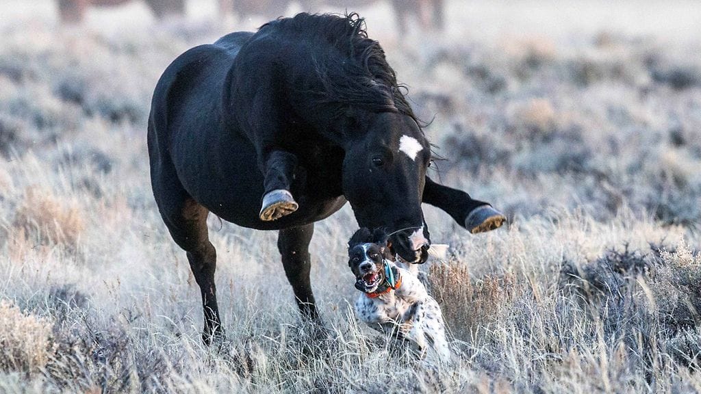 Villiintynyt hevonen oli talloa Maggie-koiran.