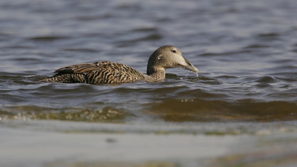 Komission mukaan haahkojen määrä on vähentynyt 40 prosentilla Suomessa ja 50 prosentilla koko Itämeren alueella. Kuvituskuva.